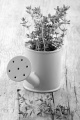 watering can with thyme on wooden table