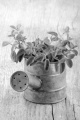 fresh oregano in a zinc watering can