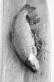 raw trout with rosemary and parsley on wooden board