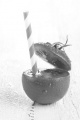 fresh and wet open tomato with straw