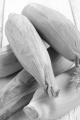 freshly harvested corn cobs on a white kitchen table
