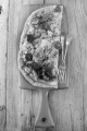 tarte flambee with spicy cod, tomato, rosemary on wooden board