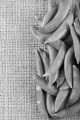 organic sugar snap peas on jute