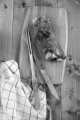 knuckle of pork with knife and meat fork on a wooden board