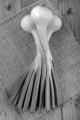 jumbo organic spring onions on brown jute
