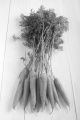 freshly harvested carrots on a white wooden table