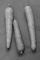three fresh organic carrot on slate 